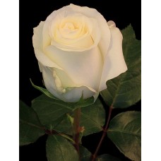 Roses - Anastasia